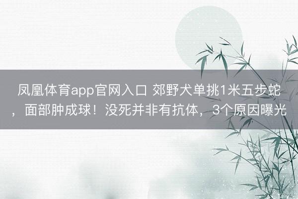 凤凰体育app官网入口 郊野犬单挑1米五步蛇，面部肿成球！没死并非有抗体，3个原因曝光